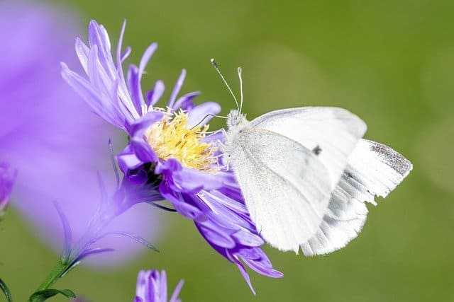 Bioénergie et lieu de vie - Papillon et fleur