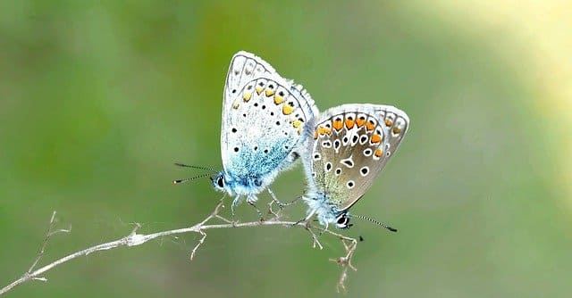 Bioénergie et lieu de vie - Papillons