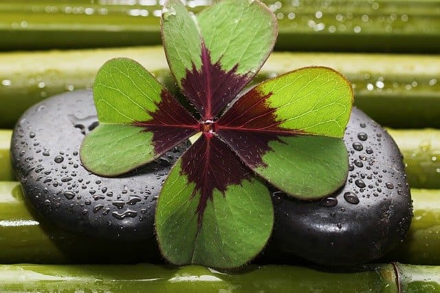 Bioénergie et lieu de vie - Trèfle à 4 feuilles